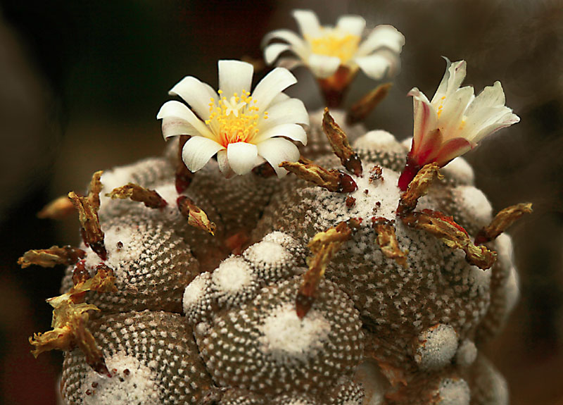 Blossfeldia liliputana